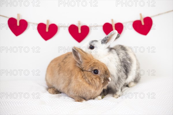 Rabbits near row ornament hearts thread