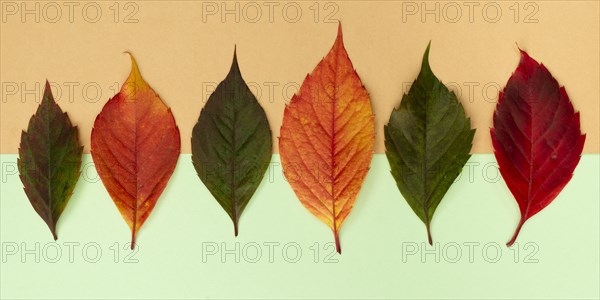 Top view assortment colored autumn leaves