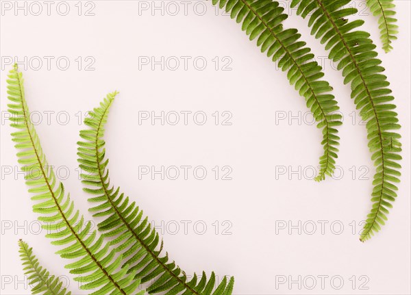 Top view ferns with copy space