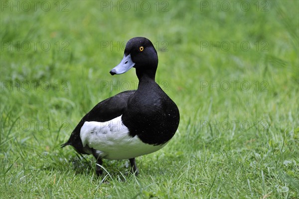 Tufted duck