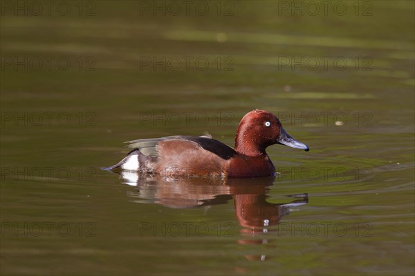 Ferruginous duck