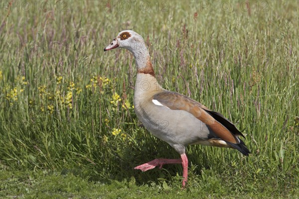 Egyptian goose