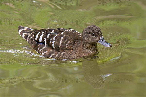 African black duck