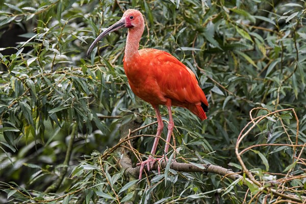 Scarlet ibis