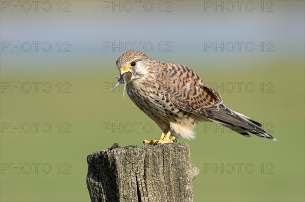 Common kestrel