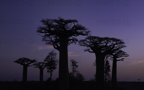 Baobabs at sunset in the west of Madagascar