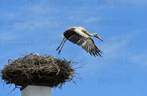 White stork