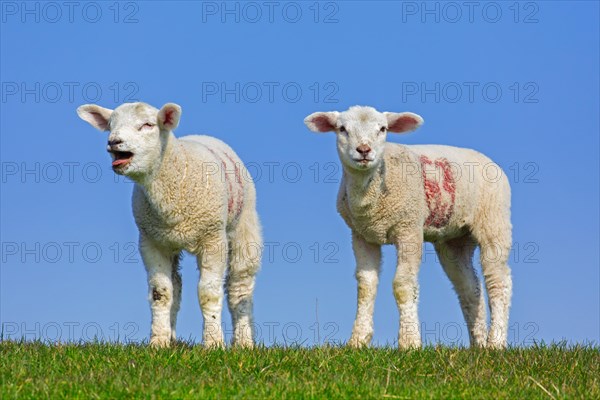 Bleating white lamb of domestic sheep marked with red painted numbers portrayed in field against blue sky in spring