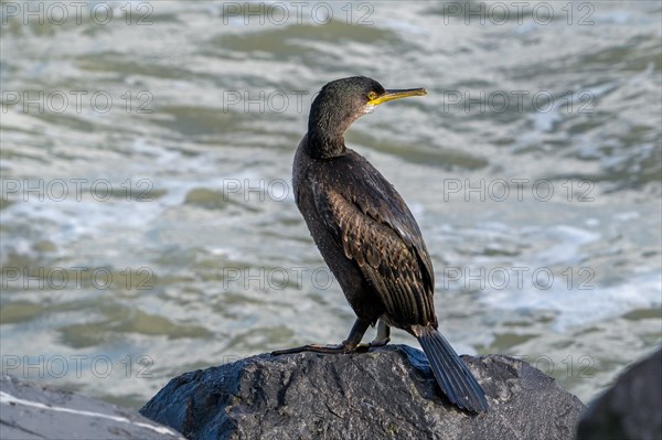 European shag