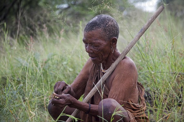 Bushman with roots for making paint pigment in the Kalahari desert near Ghanzi