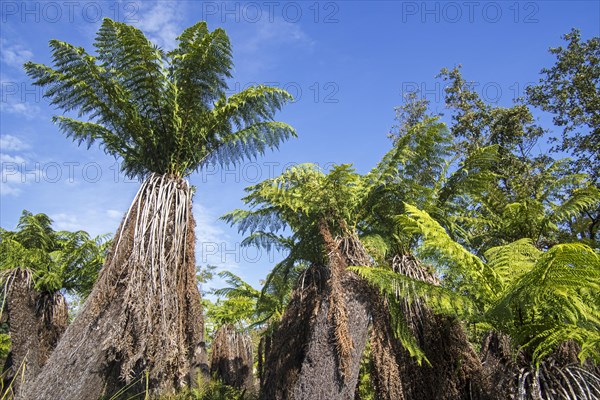 Soft tree ferns