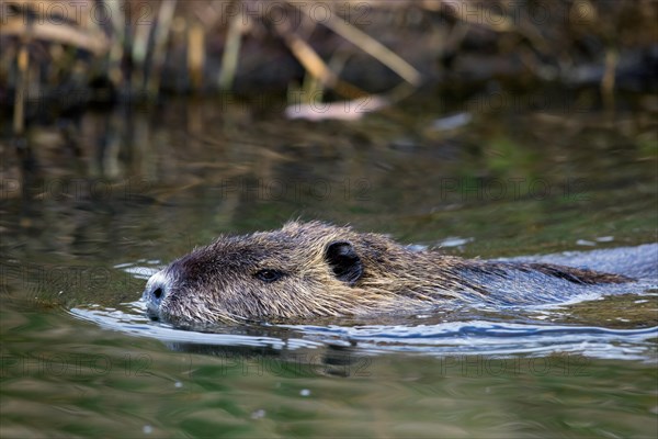 Coypu