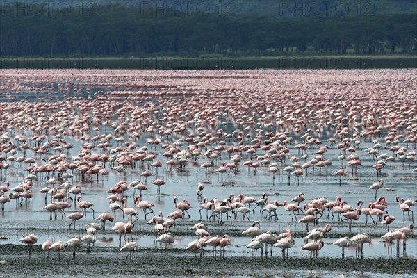 Lesser flamingos