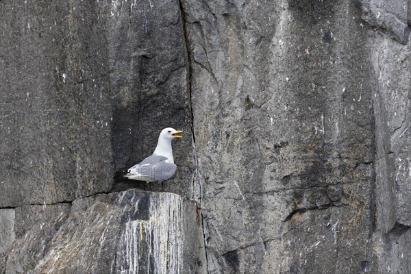 Black-legged kittiwake