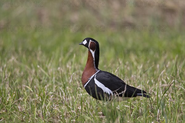 Red-breasted goose