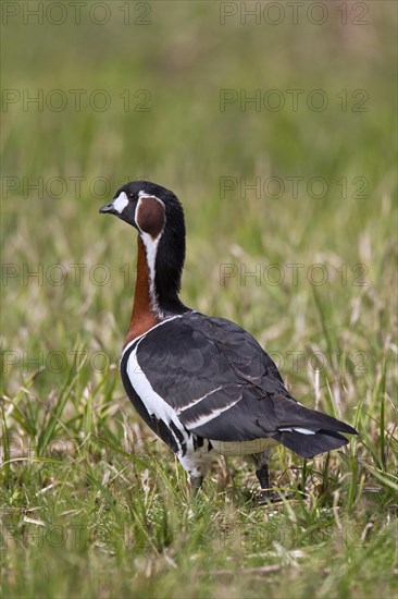 Red-breasted goose