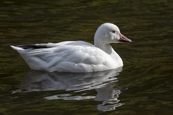 Snow goose