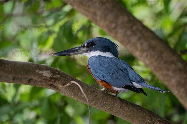 Kingfisher Costa Rica
