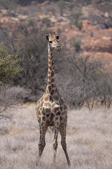 Giraffe