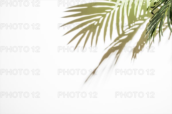 Lights green leaves reflections white background