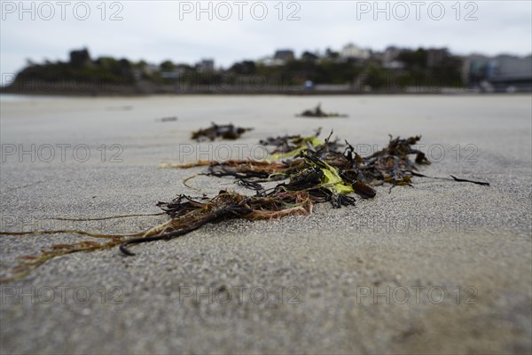 Seaweed and kelp at low tide on the beach at Dinard