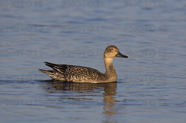 Northern pintail