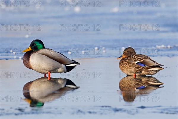 Mallard couple