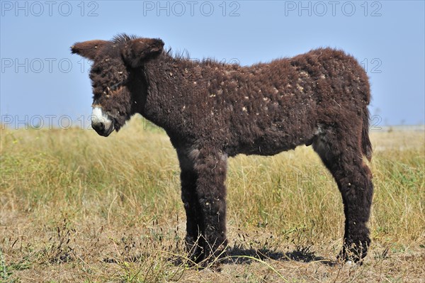 Poitou donkey