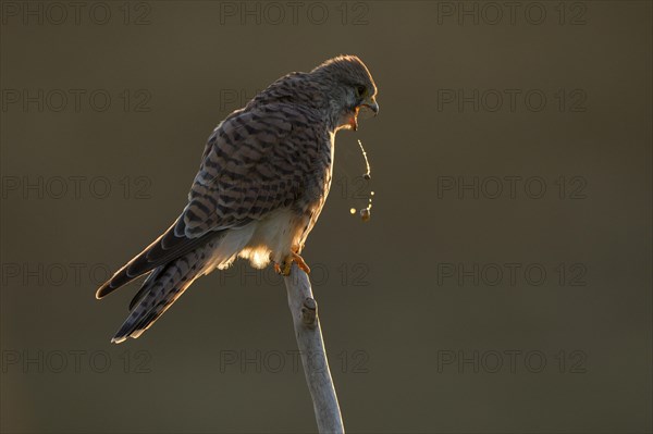 Common kestrel