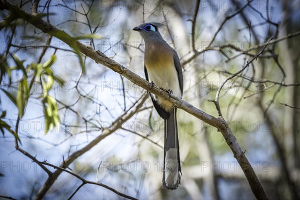 Crested coa in the dry forests of western Madagascar