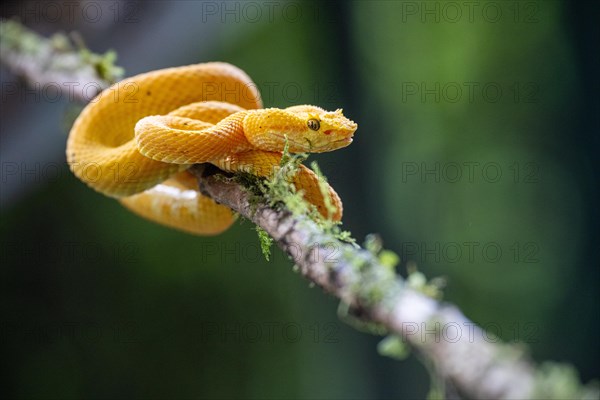 Yellow viper