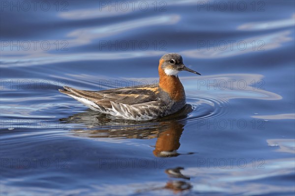 Red-necked phalarope