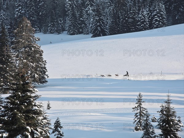 Double team with 6 dogs at a sled dog race