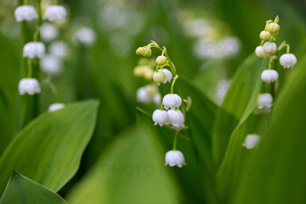 Lily of the valley