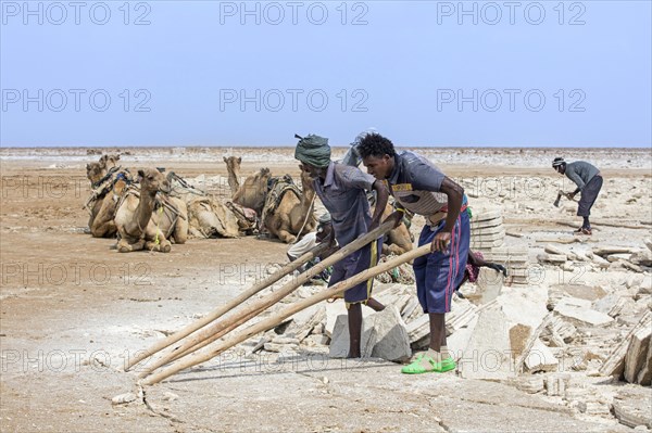 Afar salt miners breaking up salt crust into slabs at salt mine in salt flat in front of camels
