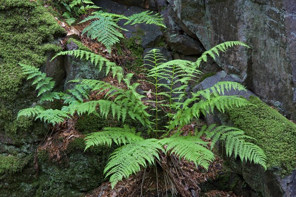 Common Male Fern