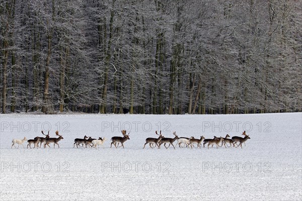 Herd of European fallow deer