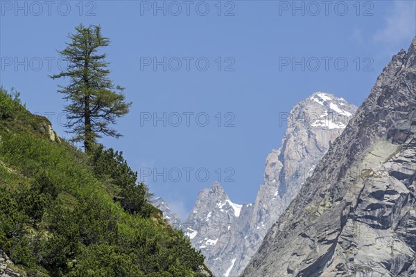 Lonely European larch