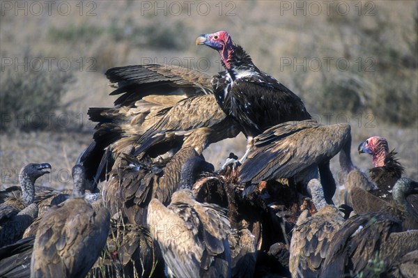 African white-backed vultures