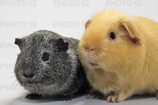 Portrait of two cavies