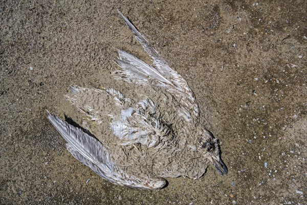 Dead decaying juvenile gull