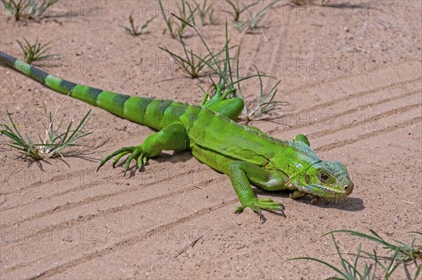 Juvenile common green iguana