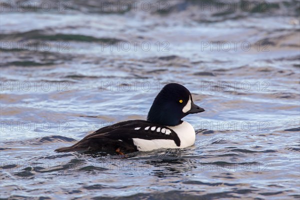 Barrow's goldeneye