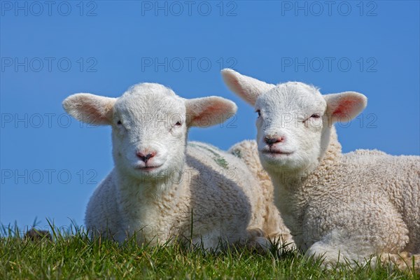 Two white lambs of domestic sheep portrayed resting in field against blue sky in spring