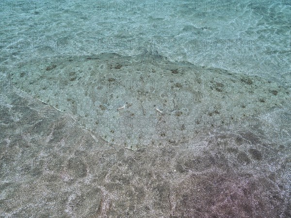 Well camouflaged butterfly ray