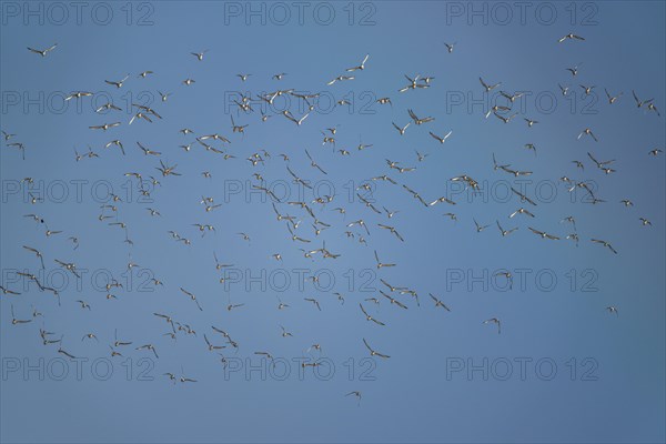 Black-tailed Godwit