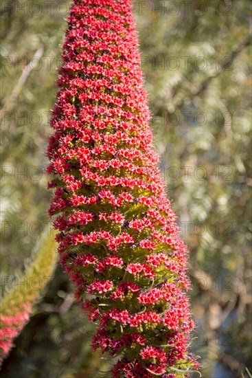 Wild viper's bugloss