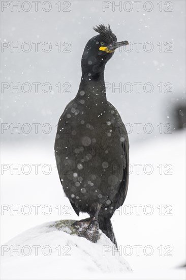 Common shag