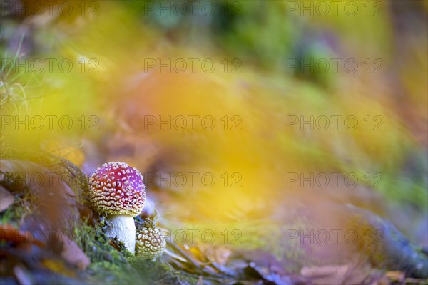 Fly agarics