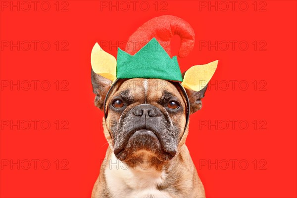 Funny French Bulldog dog wearing Christmas elf headband with hat and ears in front of red background